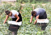 Farm Worker/Labourer Jobs In Canada farm worker jobs in canada